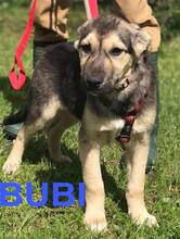 BUBI, Hund, Mischlingshund in Bosnien und Herzegowina - Bild 1