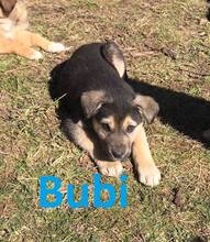 BUBI, Hund, Mischlingshund in Bosnien und Herzegowina - Bild 3