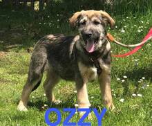 OZZY, Hund, Mischlingshund in Bosnien und Herzegowina - Bild 1