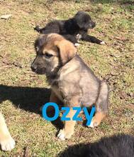 OZZY, Hund, Mischlingshund in Bosnien und Herzegowina - Bild 2