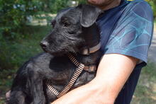MISSFÜGE, Hund, Mischlingshund in Ungarn - Bild 1