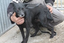 LUCIA, Hund, Mischlingshund in Rumänien - Bild 2