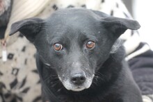 LUCIA, Hund, Mischlingshund in Rumänien - Bild 3