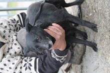 LUCIA, Hund, Mischlingshund in Rumänien - Bild 4