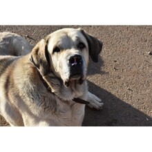 OTTO, Hund, Mischlingshund in Spanien - Bild 1