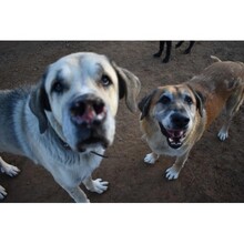 OTTO, Hund, Mischlingshund in Spanien - Bild 3