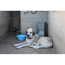 OTTO, Hund, Mischlingshund in Spanien - Bild 4