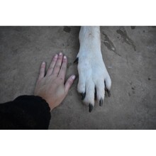 OTTO, Hund, Mischlingshund in Spanien - Bild 5