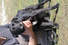 MINIA, Hund, Mischlingshund in Rumänien - Bild 2