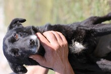 MINIA, Hund, Mischlingshund in Rumänien - Bild 3