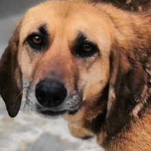 BRIAN, Hund, Mischlingshund in Spanien - Bild 1