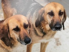 BRIAN, Hund, Mischlingshund in Spanien - Bild 3