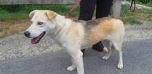 DÖDI, Hund, Deutscher Schäferhund-Siberian Husky-Mix in Ungarn - Bild 3