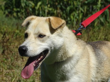DÖDI, Hund, Deutscher Schäferhund-Siberian Husky-Mix in Ungarn - Bild 6