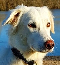 DELTA, Hund, Maremmano-Mix in Monheim - Bild 1