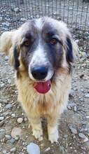 PICASSO, Hund, Mischlingshund in Rumänien - Bild 1