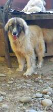 PICASSO, Hund, Mischlingshund in Rumänien - Bild 10