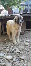 PICASSO, Hund, Mischlingshund in Rumänien - Bild 11