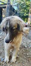 PICASSO, Hund, Mischlingshund in Rumänien - Bild 12
