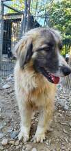 PICASSO, Hund, Mischlingshund in Rumänien - Bild 13