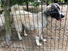 PICASSO, Hund, Mischlingshund in Rumänien - Bild 14