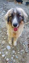 PICASSO, Hund, Mischlingshund in Rumänien - Bild 15