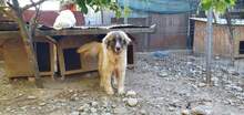 PICASSO, Hund, Mischlingshund in Rumänien - Bild 16