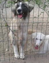 PICASSO, Hund, Mischlingshund in Rumänien - Bild 17