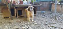 PICASSO, Hund, Mischlingshund in Rumänien - Bild 18