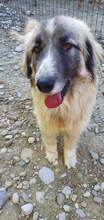 PICASSO, Hund, Mischlingshund in Rumänien - Bild 2