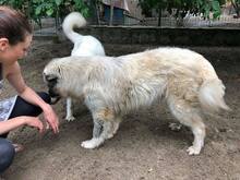 PICASSO, Hund, Mischlingshund in Rumänien - Bild 20