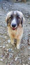 PICASSO, Hund, Mischlingshund in Rumänien - Bild 22