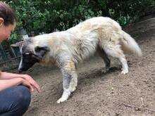 PICASSO, Hund, Mischlingshund in Rumänien - Bild 23
