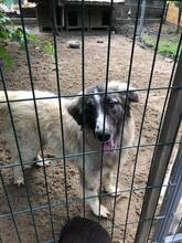 PICASSO, Hund, Mischlingshund in Rumänien - Bild 24