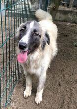 PICASSO, Hund, Mischlingshund in Rumänien - Bild 25