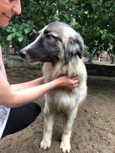 PICASSO, Hund, Mischlingshund in Rumänien - Bild 26