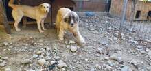 PICASSO, Hund, Mischlingshund in Rumänien - Bild 27