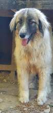 PICASSO, Hund, Mischlingshund in Rumänien - Bild 3