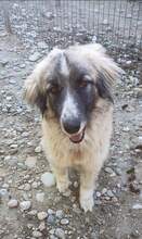 PICASSO, Hund, Mischlingshund in Rumänien - Bild 30