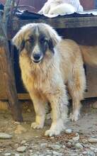 PICASSO, Hund, Mischlingshund in Rumänien - Bild 31