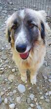 PICASSO, Hund, Mischlingshund in Rumänien - Bild 5