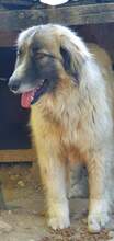 PICASSO, Hund, Mischlingshund in Rumänien - Bild 6