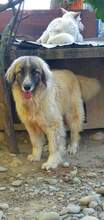 PICASSO, Hund, Mischlingshund in Rumänien - Bild 7