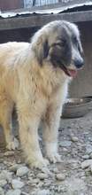 PICASSO, Hund, Mischlingshund in Rumänien - Bild 8