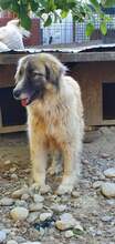 PICASSO, Hund, Mischlingshund in Rumänien - Bild 9