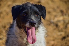 MICHELLE, Hund, Mischlingshund in Spanien - Bild 1