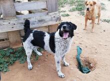 MICHELLE, Hund, Mischlingshund in Spanien - Bild 10