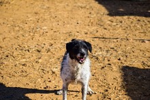 MICHELLE, Hund, Mischlingshund in Spanien - Bild 3