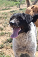 MICHELLE, Hund, Mischlingshund in Spanien - Bild 4