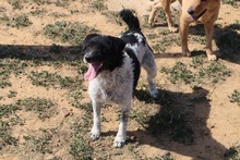 MICHELLE, Hund, Mischlingshund in Spanien - Bild 5